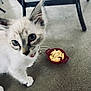kitten, cat, blue_eyes, collar, bell, scrambled_eggs, red_dish, floor, concrete_floor, chair_legs, curious, pet, animal, indoor, close_up, whiskers, paw, young_cat, domestic_cat, feline