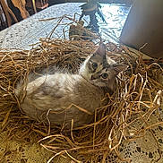 Oats joined the competition — help win amazing prizes! cat, straw, nest, table, lace, indoor, chair, wooden_chair, furniture, window, sunlight, curious, fluffy, pet, animal, cozy, home, decor, relaxing, looking