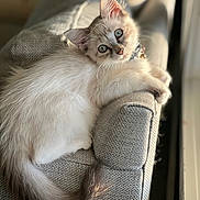 Oats joined the competition — help win amazing prizes! armrest, blue_eyes, cat, closeup, collar, couch, cute, domestic_animal, feline, fluffy, indoor, kitten, pet, relaxed, resting, soft_light, tail, texture, whiskers, young