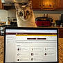 cat, laptop, computer, kitchen, wooden_cabinets, appliances, countertop, screen, internet_browser, text, pet, curious, indoor, technology, home, animal, macbook_pro, user_interface, login_page, feline