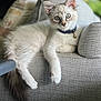 cat, white_cat, blue_eyes, fluffy, indoor, armchair, furniture, collar, bell, pet, relaxed, curious, closeup, cozy, domestic, animal, cute, young_cat, resting, soft_light