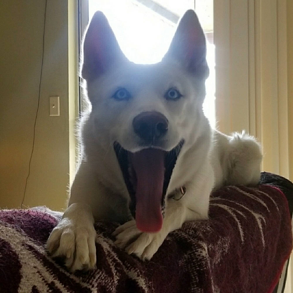 Sina is registered to the contest to win money with this photo: akita, berger_blanc_suisse, canaan_dog, canidae, carnivore, dog, dog_breed, jaw, kishu, korean_jindo_dog, mammal, non_sporting_group, norwegian_buhund, nose, siberian_husky, tamaskan_dog, vertebrate, white_shepherd, wolfdog