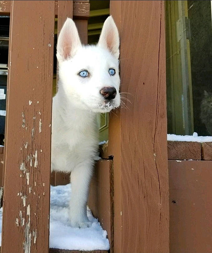 Sina is registered to the contest to win money with this photo: ancient_dog_breeds, berger_blanc_suisse, canaan_dog, canidae, carnivore, dog, dog_breed, fawn, kishu, korean_jindo_dog, labrador_husky, mammal, norwegian_buhund, pungsan_dog, rare_breed_dog, sakhalin_husky, siberian_husky, tamaskan_dog, vertebrate, white_shepherd