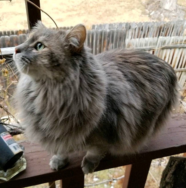 Cami is registered to the contest to win money with this photo: asian_semi_longhair, british_longhair, british_semi_longhair, carnivore, cat, cymric, domestic_long_haired_cat, fawn, felidae, maine_coon, mammal, nebelung, norwegian_forest_cat, ragamuffin, siberian, small_to_medium_sized_cats, vertebrate, whiskers, wild_cat