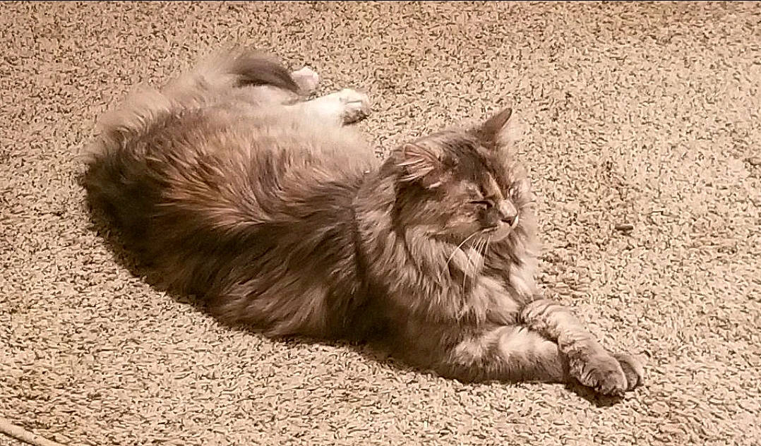 Cami is registered to the contest to win money with this photo: asian_semi_longhair, british_semi_longhair, carnivore, cat, cymric, domestic_long_haired_cat, felidae, fur, kitten, kurilian_bobtail, maine_coon, mammal, norwegian_forest_cat, ragamuffin, sand, siberian, small_to_medium_sized_cats, tabby_cat, whiskers, wild_cat