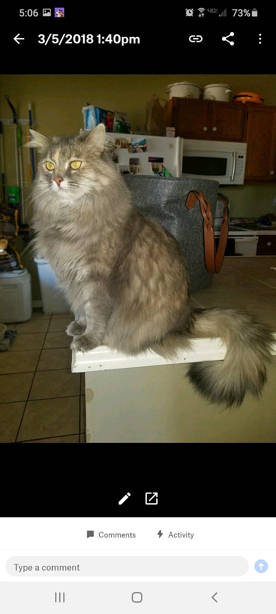 Cami joined the competition — help win amazing prizes! american_curl, asian, asian_semi_longhair, british_longhair, british_semi_longhair, carnivore, cat, domestic_long_haired_cat, felidae, maine_coon, mammal, napoleon_cat, norwegian_forest_cat, persian, ragamuffin, siberian, small_to_medium_sized_cats, tail, vertebrate, whiskers