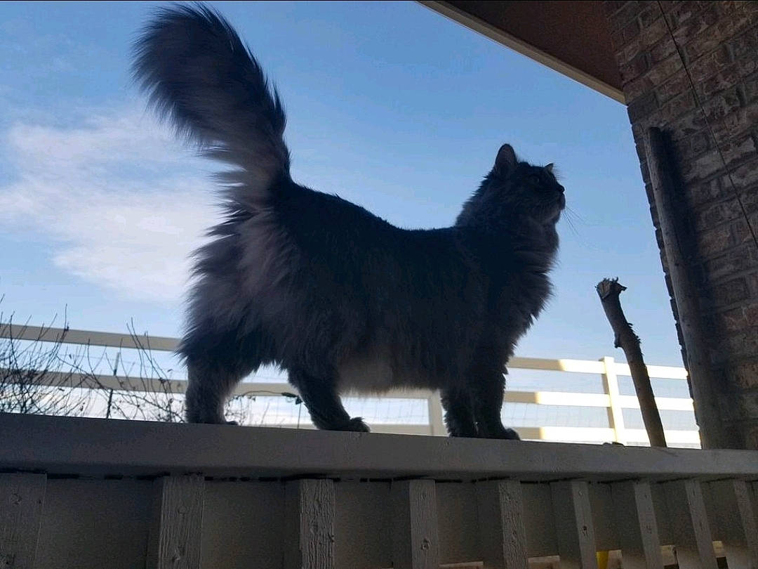 Cami is registered to the contest to win money with this photo: canidae, carnivore, cat, dog, dog_breed, felidae, mammal, sky, small_to_medium_sized_cats, sporting_group, tail, whiskers