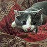 cat, kitten, gray, white, whiskers, ears, blanket, patterned, red, brown, cute, pet, fur, closeup, indoor, animal, resting, curious, young, portrait