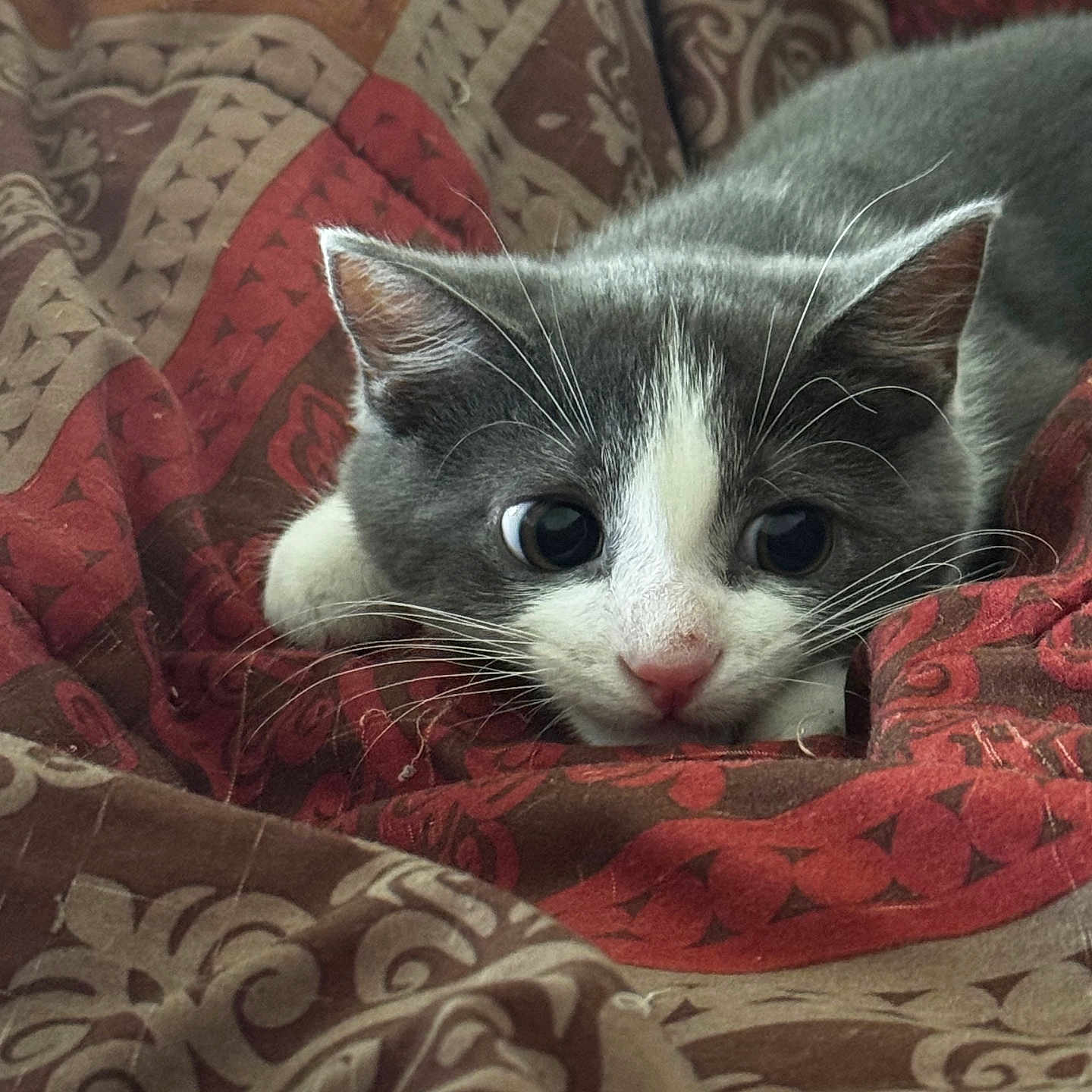 Lucky is registered to the contest to win money with this photo: cat, kitten, gray, white, whiskers, ears, blanket, patterned, red, brown, cute, pet, fur, closeup, indoor, animal, resting, curious, young, portrait