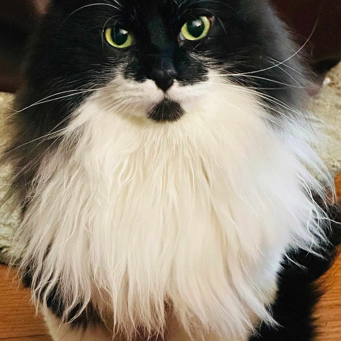 Archie Harrison joined the competition — help win amazing prizes! adorable, alert, animal, black_and_white, cat, closeup, cute, domestic, ears, feline, fluffy, fur, green_eyes, indoor, long_hair, pet, portrait, sitting, whiskers, wooden_floor