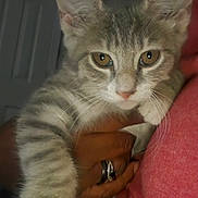 Arizona Grey is registered to the contest to win money with this photo: kitten, cat, tabby, pet, animal, close_up, indoor, human_hand, person, red_shirt, feline, cute, young, whiskers, paw, holding, looking_at_camera, domestic_animal, fur, ears