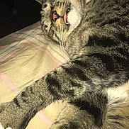 Gucci Mane joined the competition — help win amazing prizes! animal, bed, blanket, cat, closeup, cute, domestic, fang, fur, indoors, paw, pet, relaxed, resting, sleep, sleeping, striped, tabby, tongue, whiskers