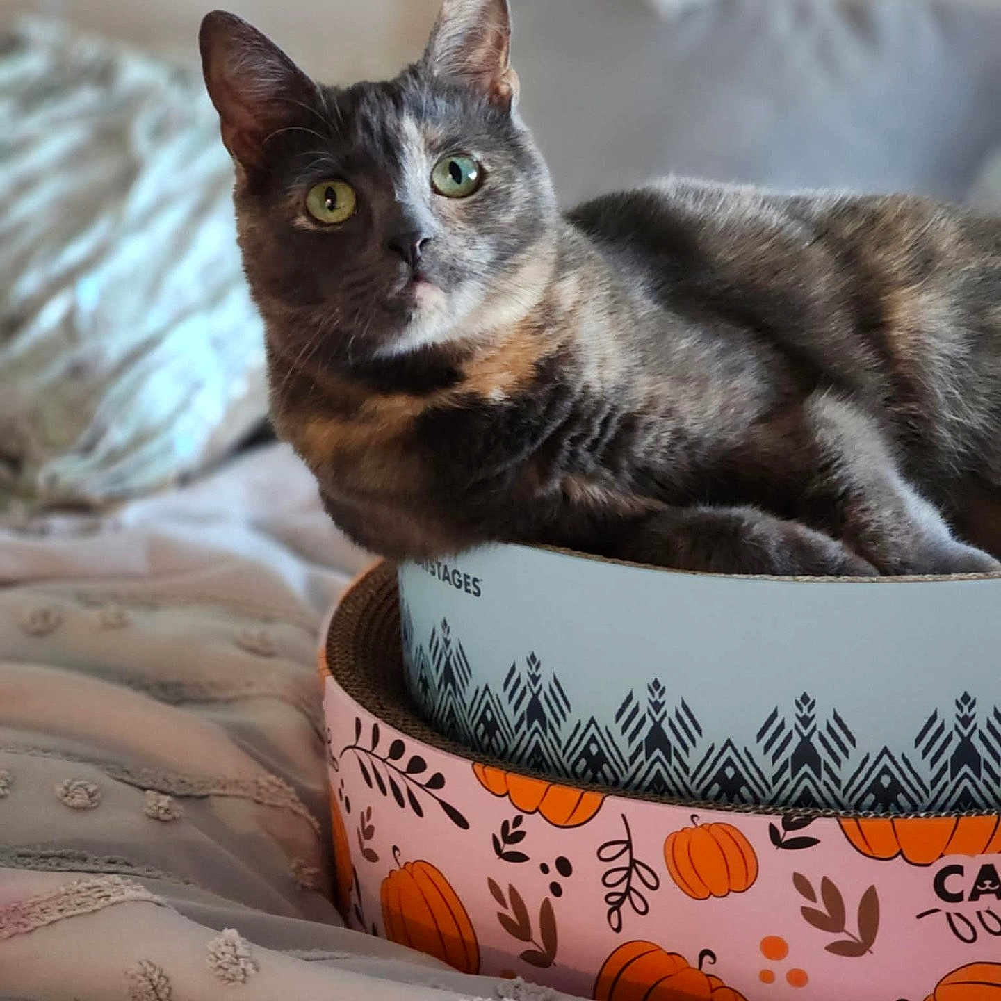 Luna joined the competition — help win amazing prizes! abyssinian, angora, animal, bed, blanket, bowl, canine, cat, couch, cushion, dog, dogbed, egyptiancat, furniture, homedecor, kitten, manx, musicalinstrument, pet