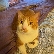 Finn is registered to the contest to win money with this photo: bed, bedroom, blanket, cat, cozy, curious, curtains, domestic, feline, indoor, orange_cat, patterned_quilt, paw, pet, purple_blanket, quilt, resting, whiskers, white_cat, window