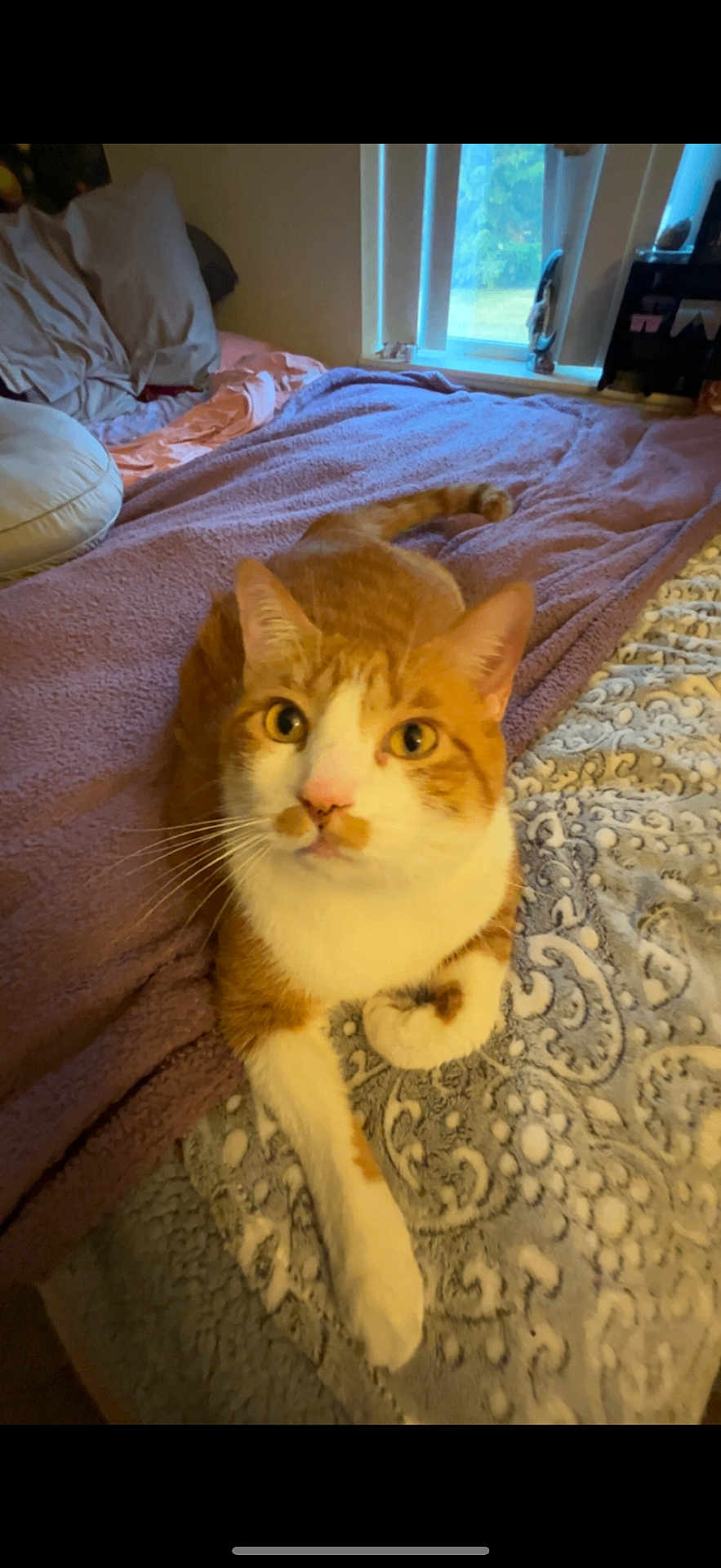 Finn
