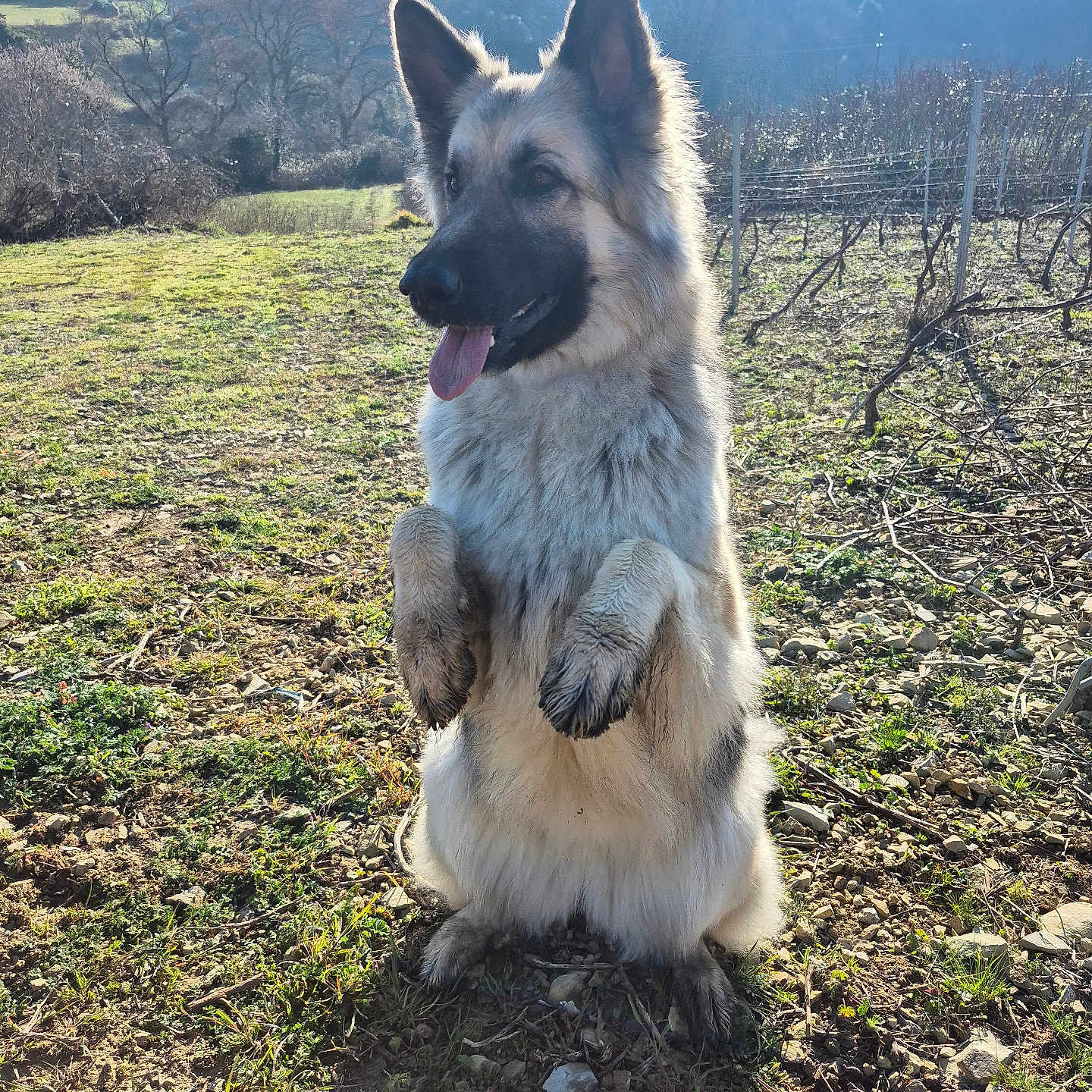 Feiz a rejoint le concours — aidez-le/la à gagner de superbes lots ! animal, canine, countryside, dog, field, germanshepherd, grass, grassland, grove, land, nature, outdoors, pet, plant, puppy, rock, soil, tree, vegetation, yard
