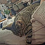 animal, blanket, calm, cat, comfort, couch, cozy, domestic, feline, furniture, home, indoor, living_room, pet, relaxing, resting, sleeping, soft, striped, tabby