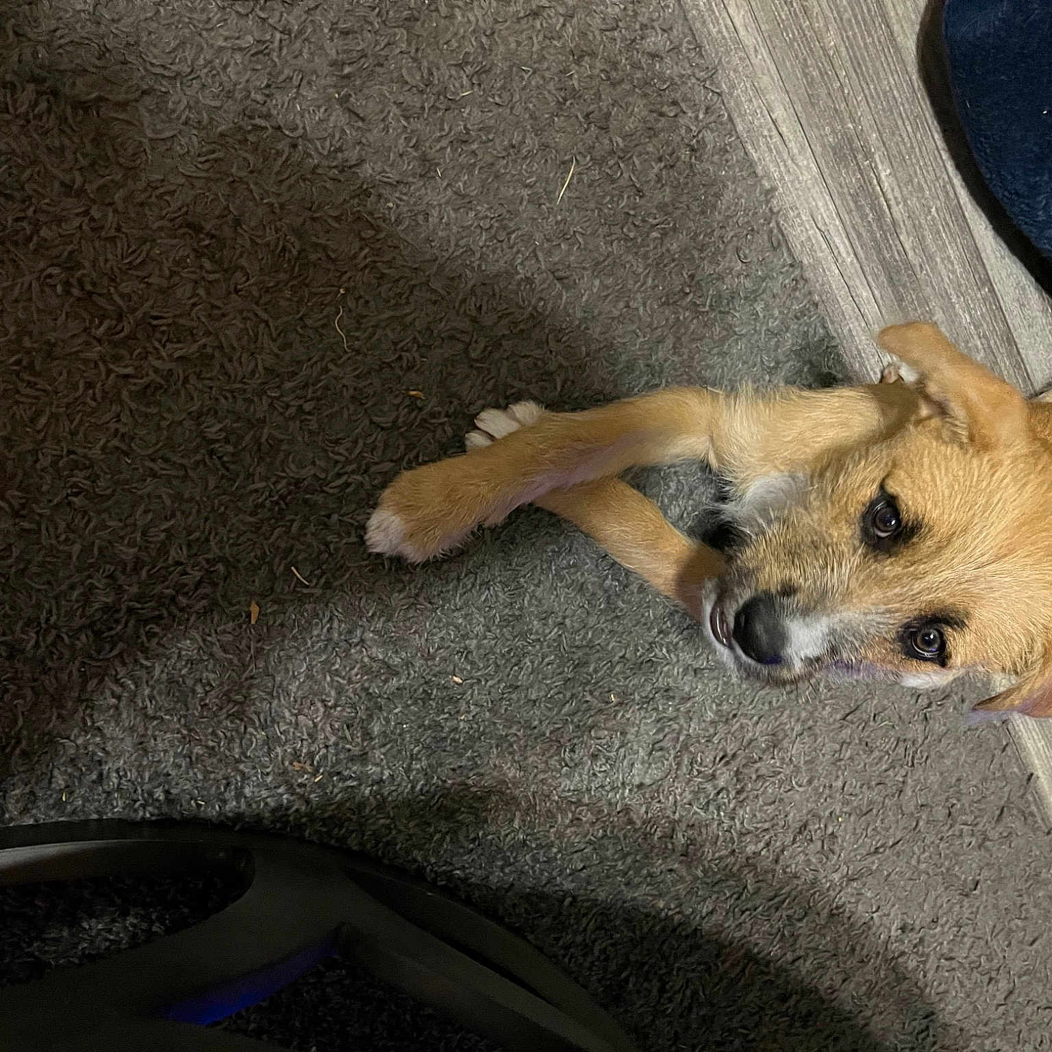 Nala