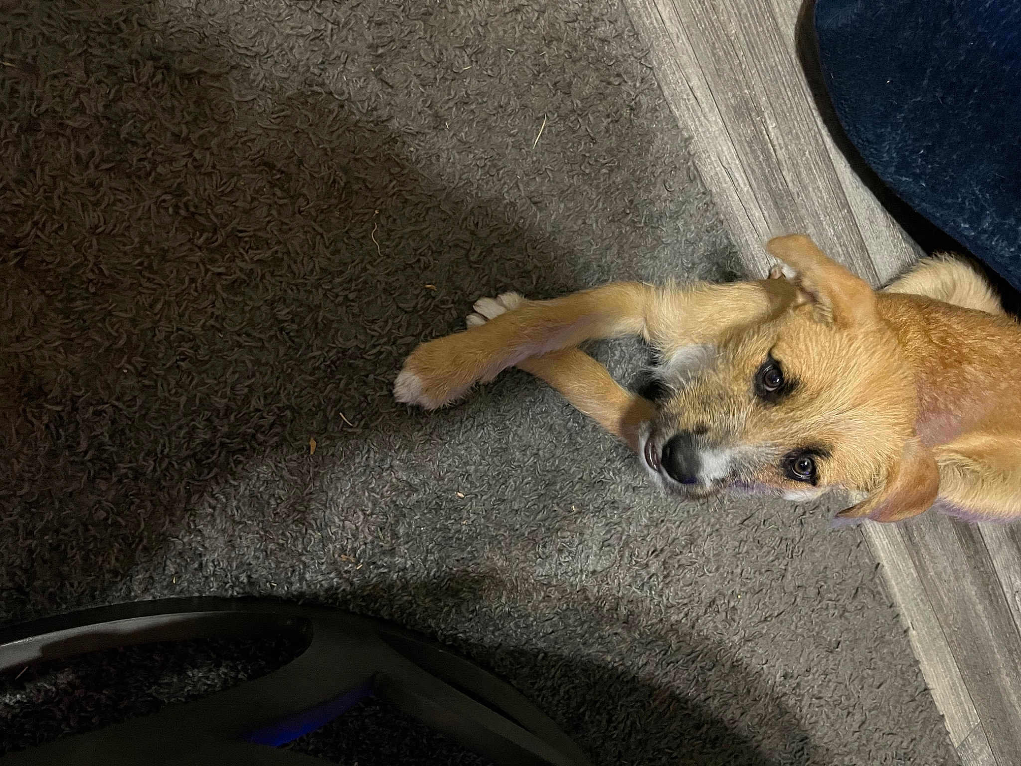 Nala