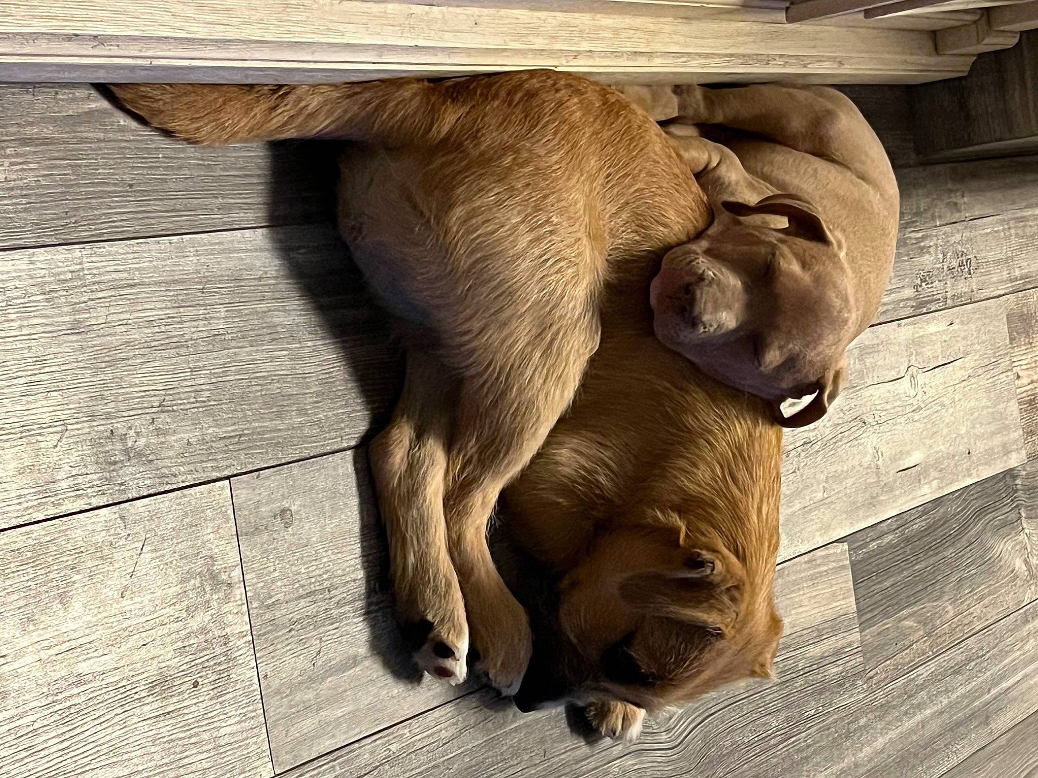 Nico joined the competition — help win amazing prizes! canidae, carnivore, dog_breed, fawn, felidae, flooring, fur, hardwood, human_leg, liver, livestock, paw, snout, sporting_group, tail, terrestrial_animal, tile, wildlife, wood, working_animal