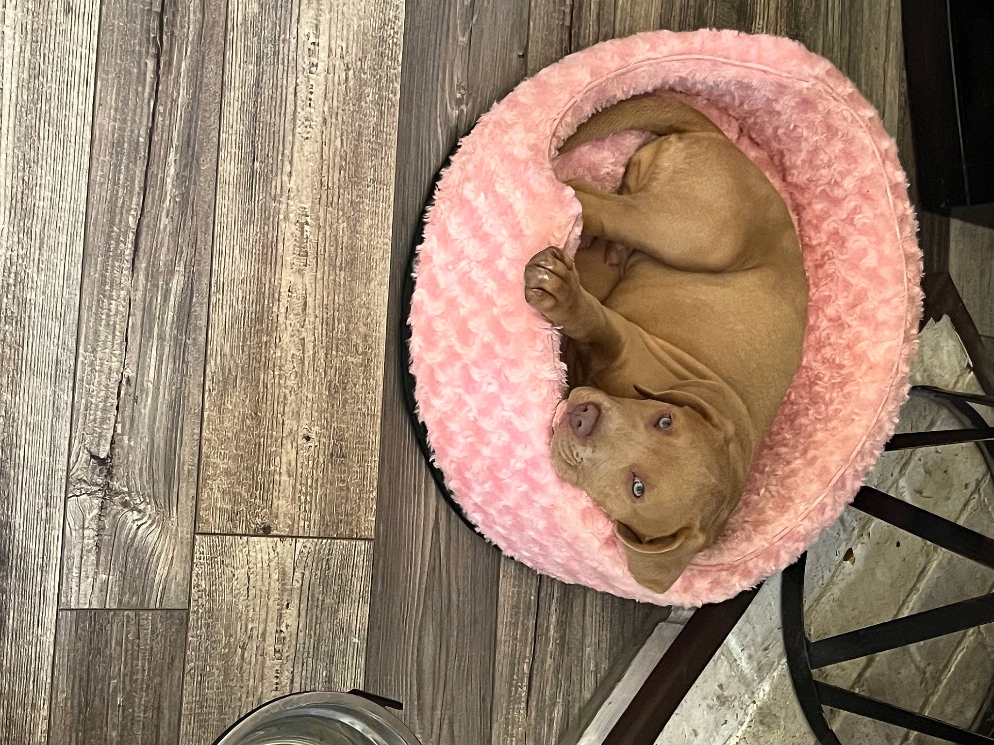 Nico joined the competition — help win amazing prizes! art, automotive_wheel_system, carving, circle, domestic_pig, fashion_accessory, fawn, hardwood, metal, rust, sculpture, snout, still_life_photography, suidae, sun_hat, terrestrial_animal, toy, visual_arts, wood, wood_stain