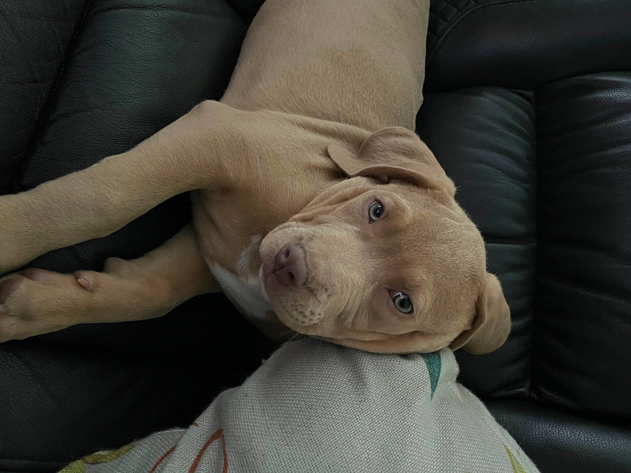 Nico is registered to the contest to win money with this photo: carnivore, comfort, companion_dog, couch, dog, dog_breed, fawn, foot, gesture, grey, human_body, human_leg, knee, nail, sleeve, snout, window, working_animal, wrinkle, wrist