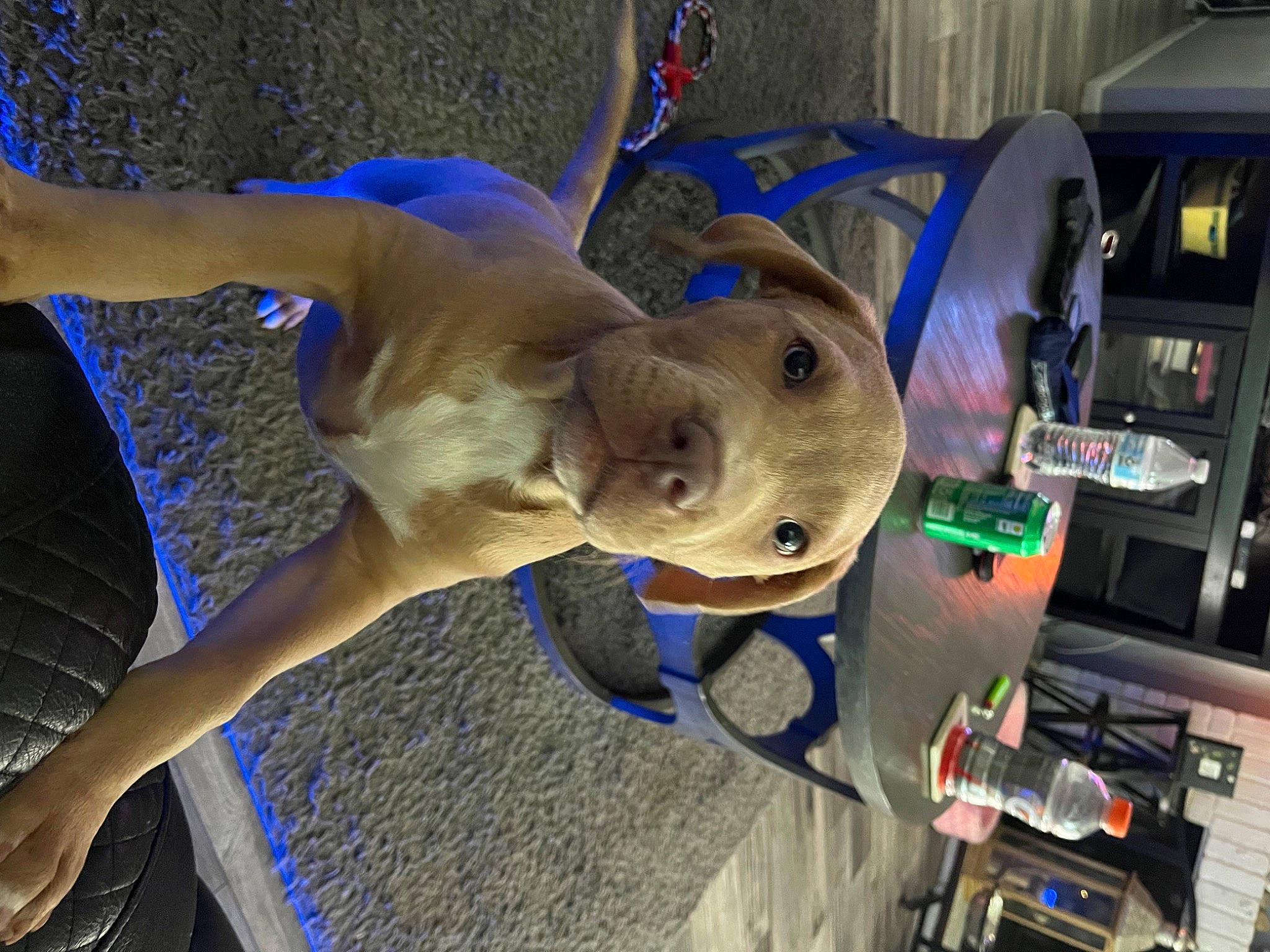 Nico is registered to the contest to win money with this photo: animation, art, blue, cartilaginous_fish, dinosaur, electric_blue, fawn, fun, hat, human_leg, leisure, machine, personal_protective_equipment, recreation, sculpture, smile, snout, statue, visual_arts, working_animal