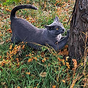Sloan joined the competition — help win amazing prizes! cat, grey_cat, stretching, tree, grass, autumn, leaves, nature, outdoor, animal, claws, yellow_eyes, feline, wildlife, scratching, closeup, daylight, mammal, pet, fur
