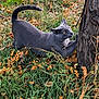 cat, grey_cat, stretching, tree, grass, autumn, leaves, nature, outdoor, animal, claws, yellow_eyes, feline, wildlife, scratching, closeup, daylight, mammal, pet, fur