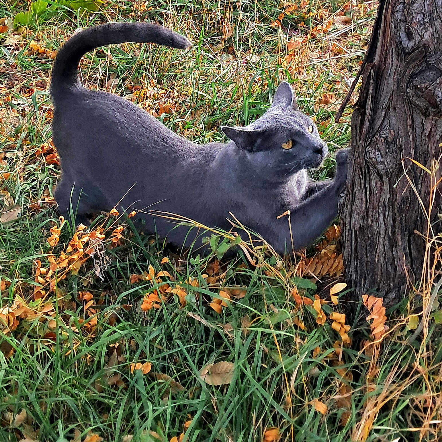 Sloan joined the competition — help win amazing prizes! animal, autumn, cat, claws, closeup, daylight, feline, fur, grass, grey_cat, leaves, mammal, nature, outdoor, pet, scratching, stretching, tree, wildlife, yellow_eyes