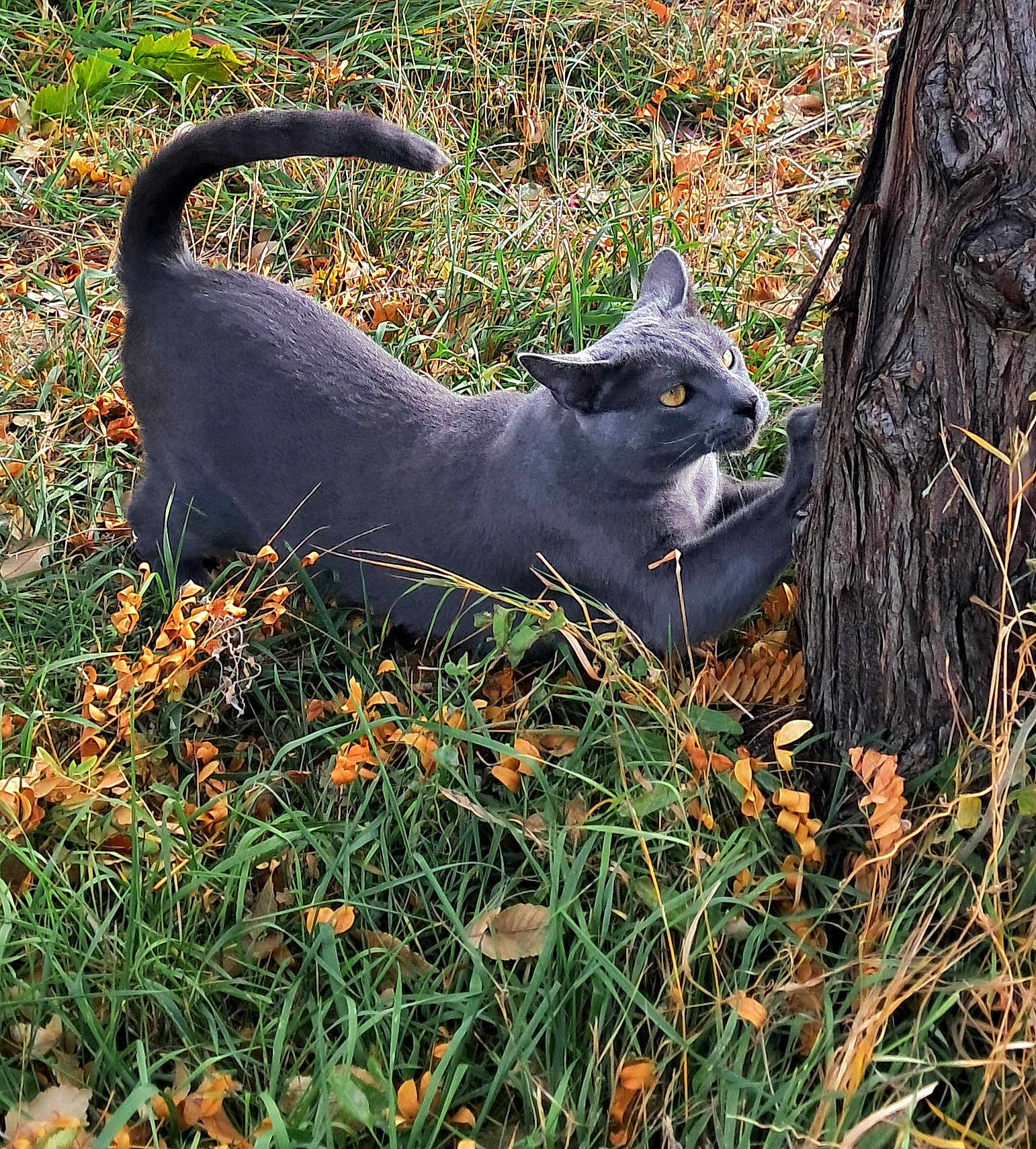Sloan joined the competition — help win amazing prizes! cat, grey_cat, stretching, tree, grass, autumn, leaves, nature, outdoor, animal, claws, yellow_eyes, feline, wildlife, scratching, closeup, daylight, mammal, pet, fur