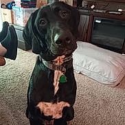 Maxwell is registered to the contest to win money with this photo: animal, black_dog, boxes, carpet, close_up, collar, cushion, dog, electronics, furniture, good_boy, heater, indoors, labrador, living_room, pet, portrait, sitting, tag, television
