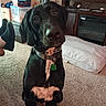 dog, black_dog, labrador, pet, animal, portrait, sitting, collar, tag, indoors, living_room, carpet, cushion, television, furniture, electronics, heater, boxes, good_boy, close_up