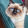 Achille participe au concours pour gagner de l'argent avec cette photo : cat, blue_eyes, fluffy, fur, pet, indoor, chair, teal, relaxed, animal, whiskers, closeup, mammal, feline, cute, domestic_cat, portrait, looking, resting, soft