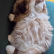 Achille participe au concours pour gagner de l'argent avec cette photo : cat, fluffy, relaxed, lying_down, paws, furry, indoor, teal, fur, pet, mammal, cozy, sleepy, cute, whiskers, animal, resting, closeup, soft, tabby