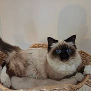 Achille participe au concours pour gagner de l'argent avec cette photo : cat, ragdoll, blue_eyes, fluffy, basket, pet, indoor, feline, tail, whiskers, relaxed, fur, paw, shadow, home, animal, cute, resting, mammal, domestic