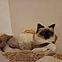 Achille participe au concours pour gagner de l'argent avec cette photo : cat, fluffy, basket, indoor, pet, relaxed, feline, resting, brown, cream, blue_eyes, animal, cute, domestic, fur, whiskers, tail, ears, paw, home