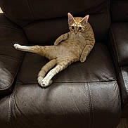 Loki joined the competition — help win amazing prizes! cat, ginger_cat, leather_couch, indoor, relaxed, lounge, pet, feline, curious, animal, home, floor, wood_floor, seated, looking, cozy, casual, domestic, fur, whiskers