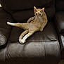 cat, ginger_cat, leather_couch, indoor, relaxed, lounge, pet, feline, curious, animal, home, floor, wood_floor, seated, looking, cozy, casual, domestic, fur, whiskers