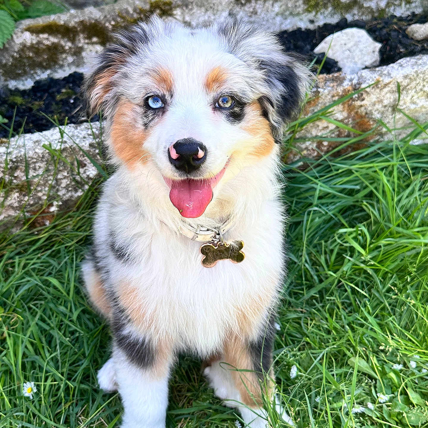Athéna a rejoint le concours — aidez-le/la à gagner de superbes lots ! animal, australian_shepherd, blue_eyes, brown_eyes, collar, cute, dog, fluffy, fur, grass, happy, nature, outdoor, pet, plants, puppy, sitting, stone, tag, tongue_out