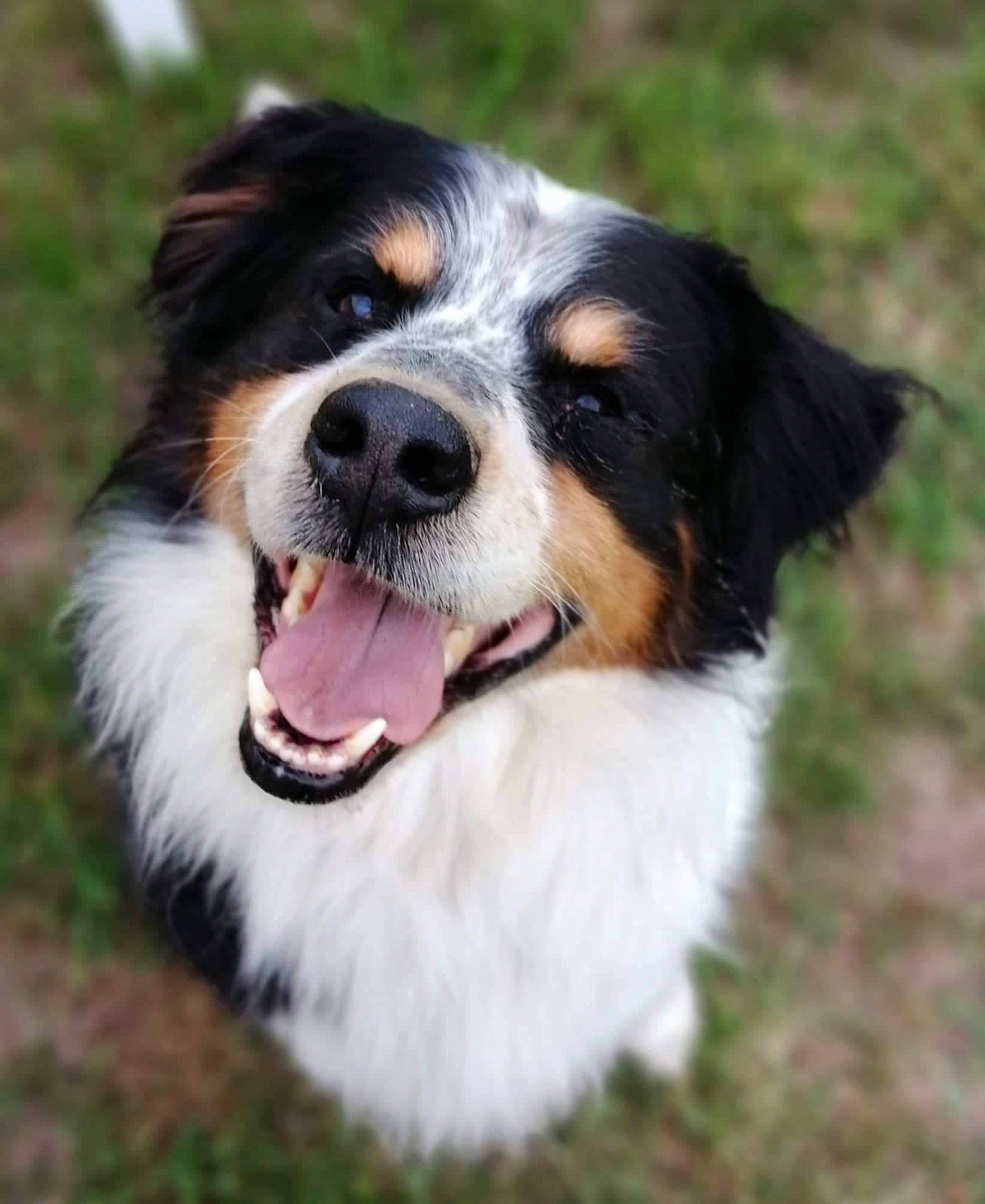 Falco a rejoint le concours — aidez-le/la à gagner de superbes lots ! bernese_mountain_dog, carnivore, companion_dog, dog, dog_breed, grass, plant, snout, sporting_group, terrestrial_animal, whiskers, working_dog