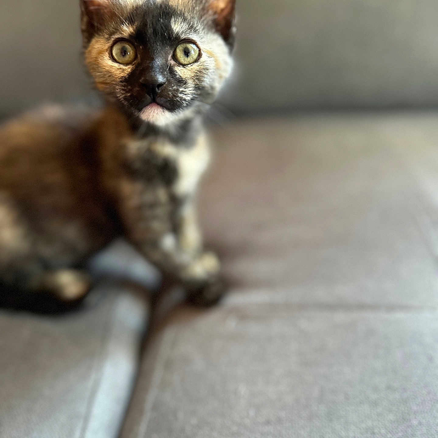 Vénus participe au concours pour gagner de l'argent avec cette photo : animal, blurred_background, cat, cute, domestic, ears, eyes, feline, fur, gray, indoor, kitten, looking, pet, sitting, small, sofa, tortoiseshell, whiskers, young