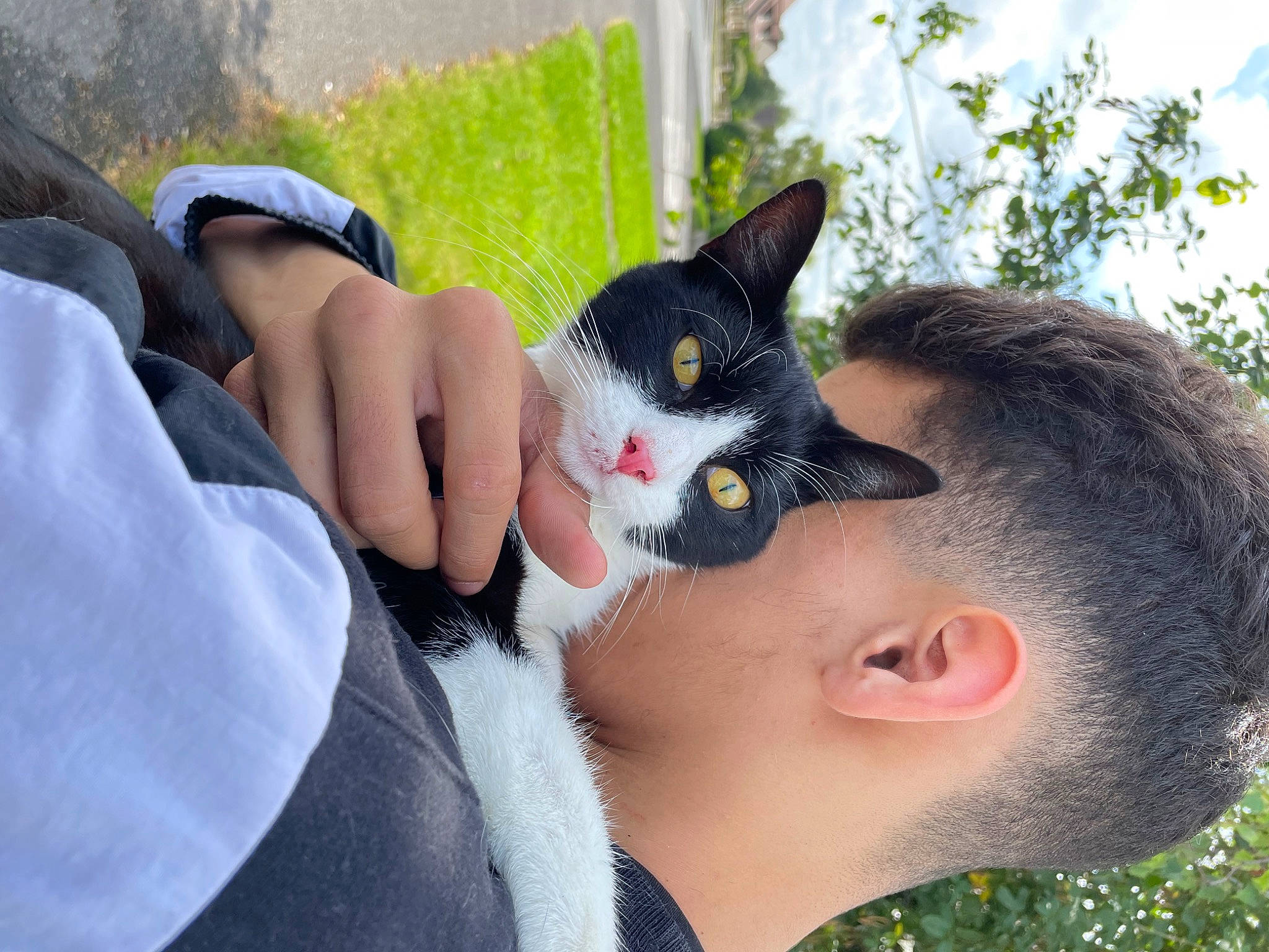 Kaïto participe au concours pour gagner de l'argent avec cette photo : carnivore, cat, domestic_short_haired_cat, eyewear, felidae, flowering_plant, fur, gesture, grass, happy, iris, leaf, plant, small_to_medium_sized_cats, snout, spring, tail, toy, tree, whiskers