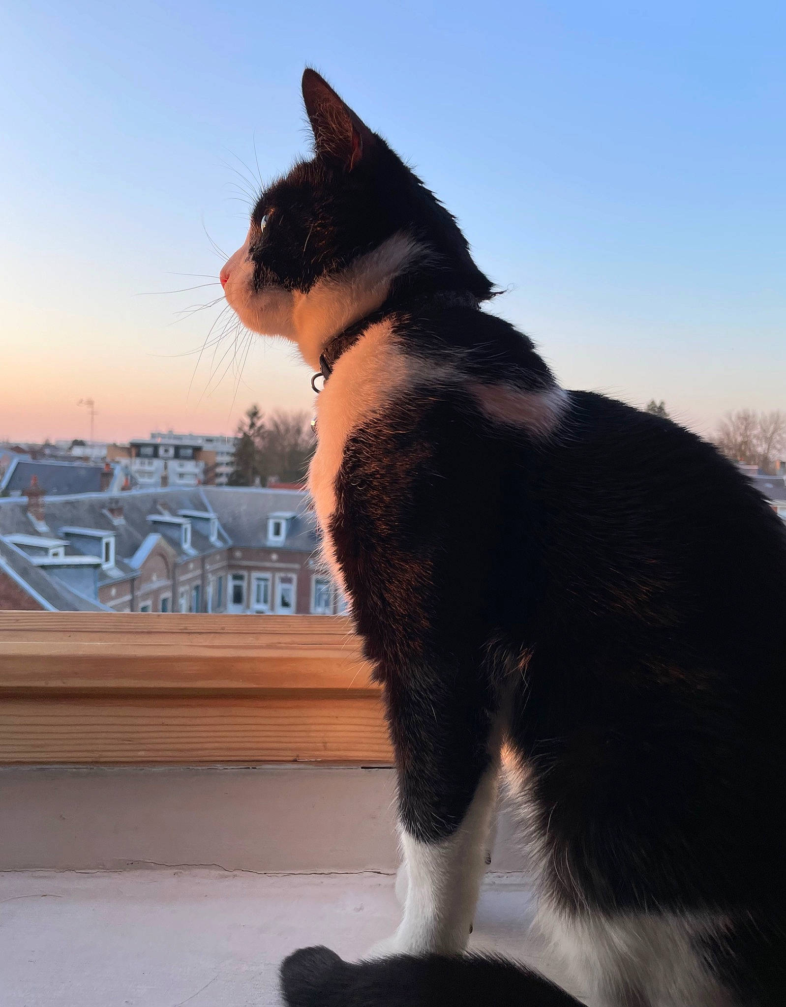 Kaïto a rejoint le concours — aidez-le/la à gagner de superbes lots ! building, carnivore, cat, collar, dog_breed, domestic_short_haired_cat, felidae, fur, houseplant, paw, plant, sky, small_to_medium_sized_cats, snout, tail, terrestrial_animal, tree, whiskers, window, winter