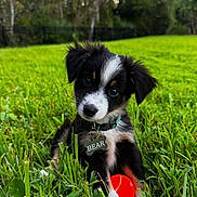 Bear joined the competition — help win amazing prizes! puppy, dog, black_and_white, outdoor, grass, lawn, park, nature, portrait, pet, animal, collar, dog_tag, name_tag, bear, red_toy, sitting, floppy_ears, cute, greenery