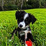 puppy, dog, black_and_white, outdoor, grass, lawn, park, nature, portrait, pet, animal, collar, dog_tag, name_tag, bear, red_toy, sitting, floppy_ears, cute, greenery