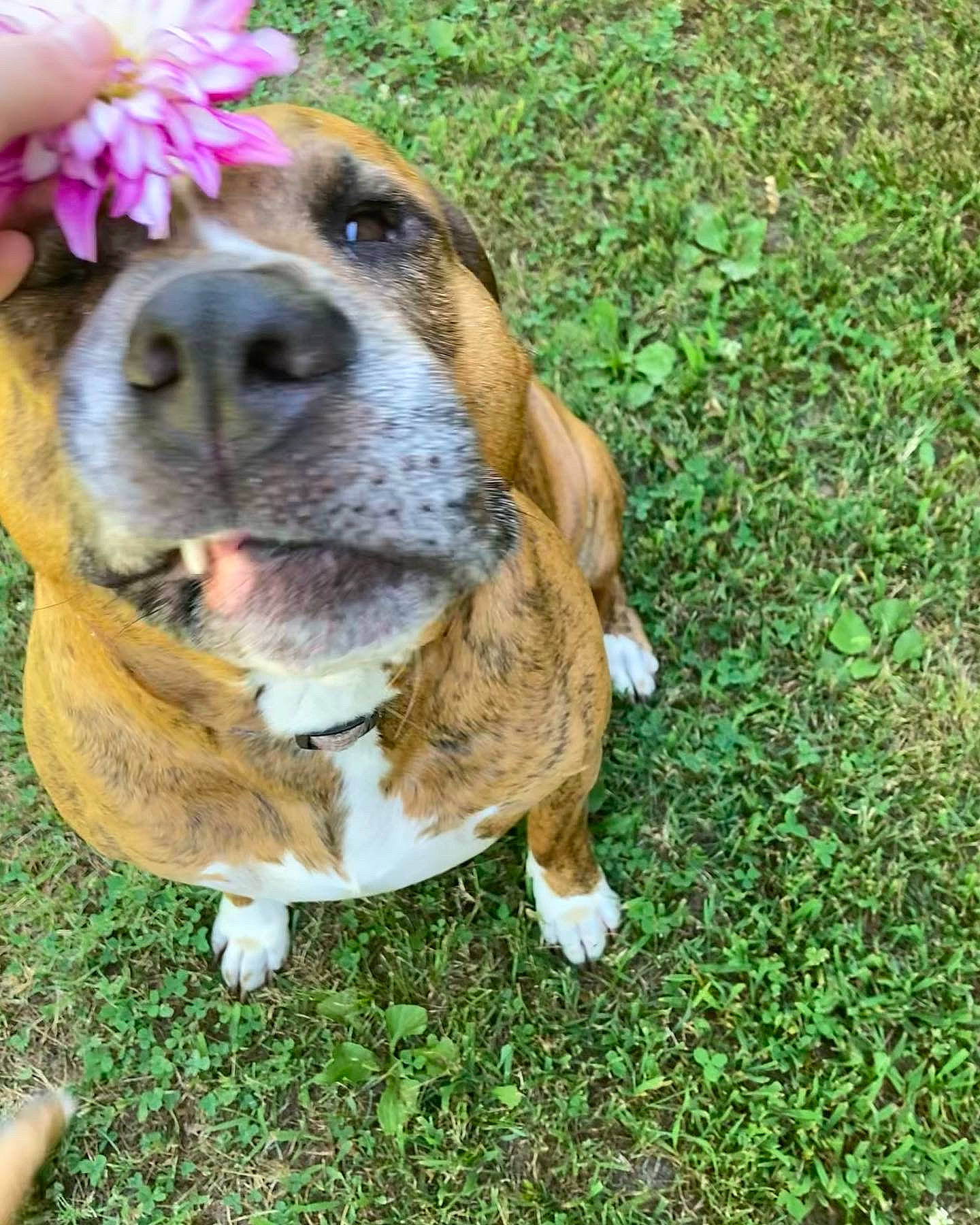 Hollywood joined the competition — help win amazing prizes! canidae, carnivore, collar, companion_dog, dog, dog_breed, fawn, flower, fur, grass, liver, petal, plant, snout, sporting_group, terrestrial_animal, whiskers, working_animal, working_dog, wrinkle