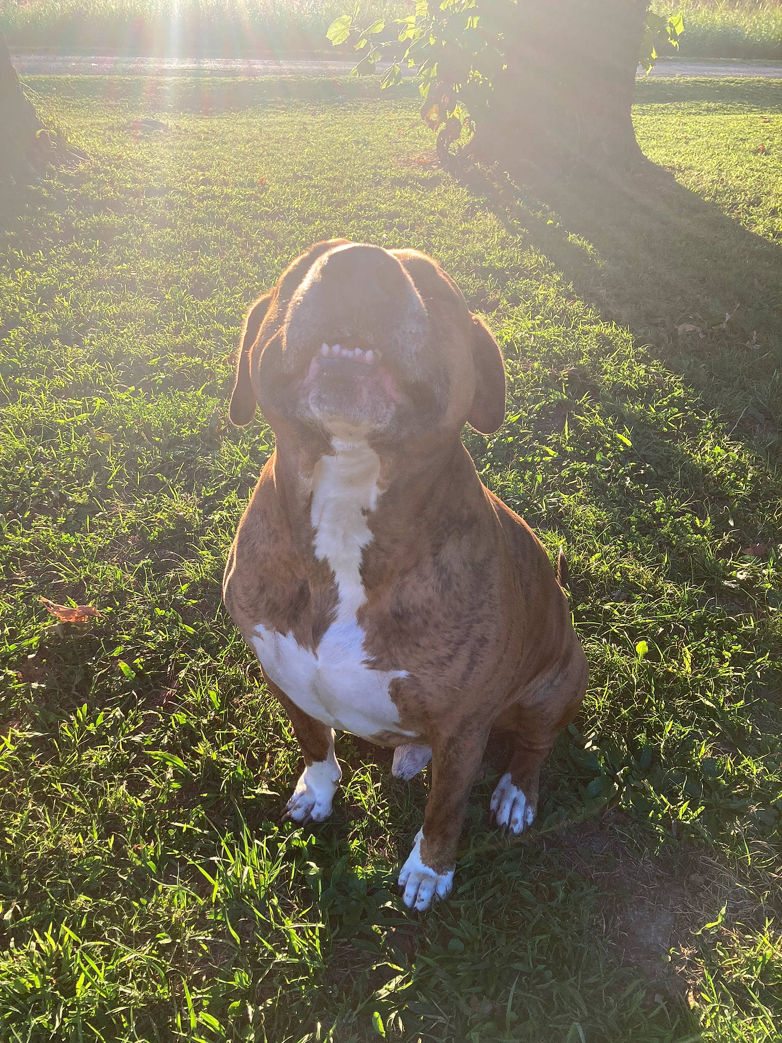 Hollywood is registered to the contest to win money with this photo: carnivore, companion_dog, dog, dog_breed, fawn, grass, grassland, happy, hat, lawn, light, liver, meadow, pasture, people_in_nature, plant, snout, sunlight, tail, working_animal