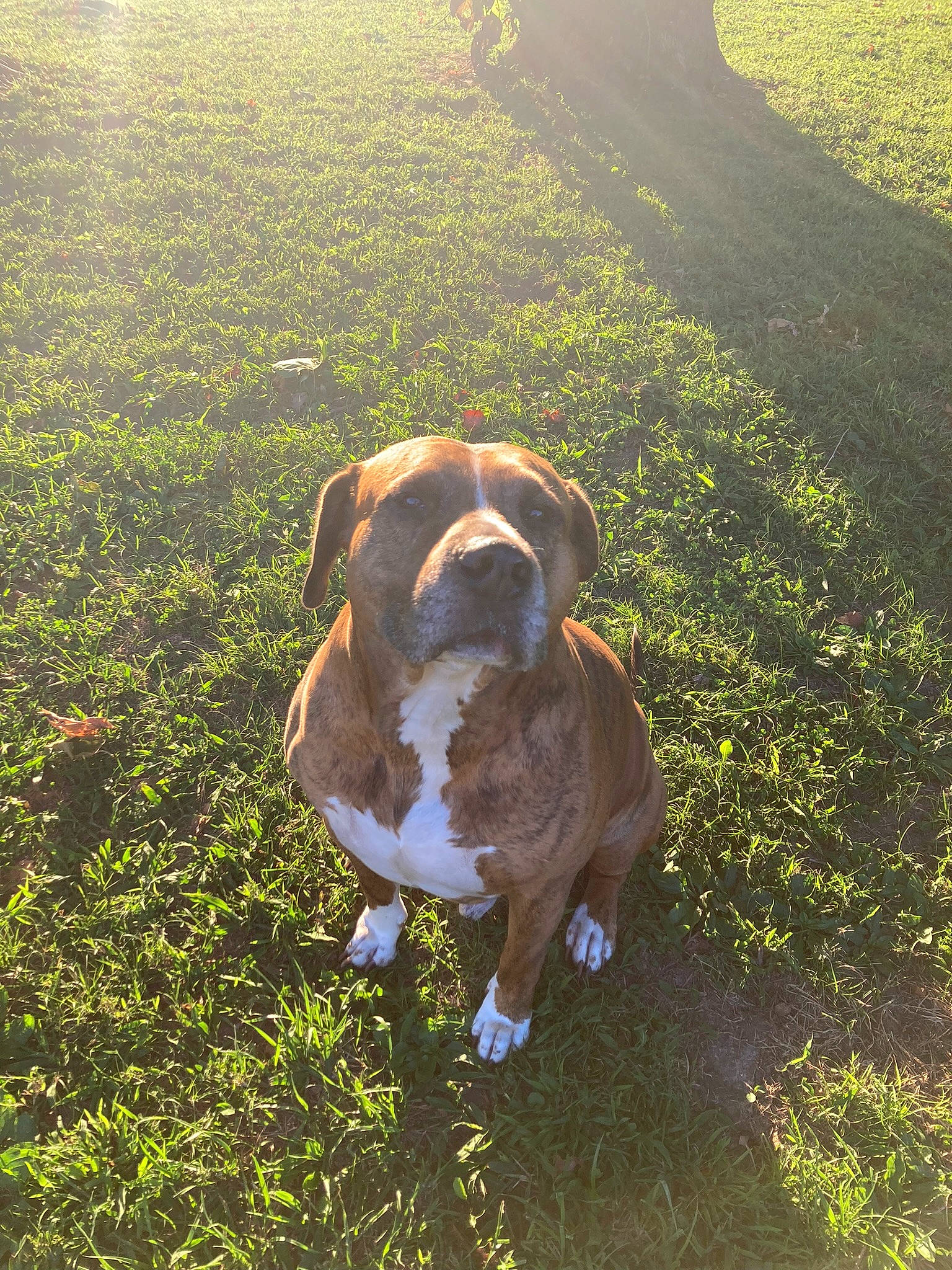 Hollywood joined the competition — help win amazing prizes! ball, canidae, carnivore, companion_dog, dog, dog_breed, fawn, grass, grass_family, groundcover, landscape, lawn, liver, people_in_nature, plant, snout, sunlight, tail, tree, working_animal