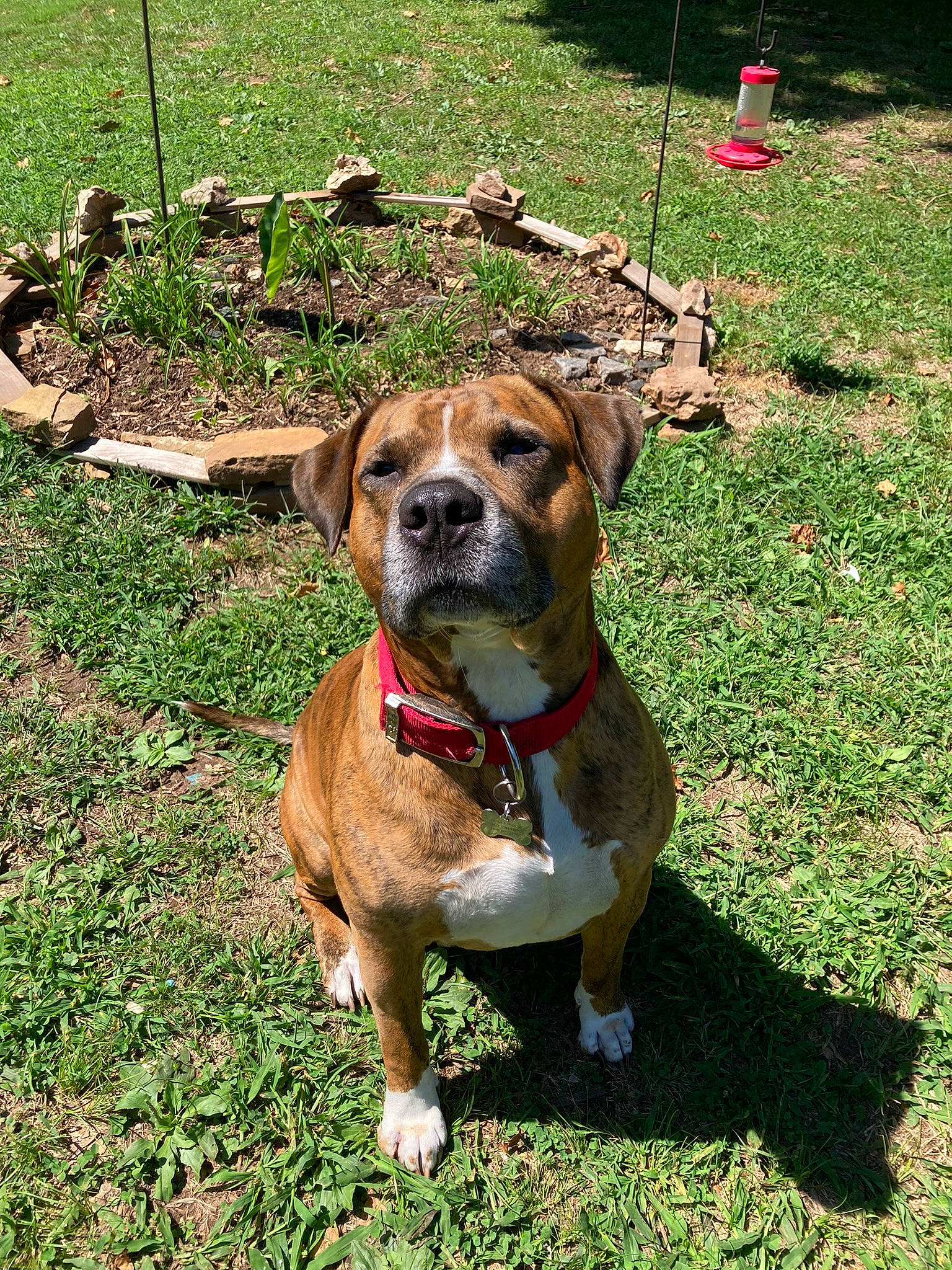 Hollywood is registered to the contest to win money with this photo: ancient_dog_breeds, boxer, carnivore, collar, companion_dog, dog, dog_breed, dog_collar, dog_supply, fawn, grass, groundcover, guard_dog, leash, molosser, non_sporting_group, pet_supply, plant, working_animal, working_dog